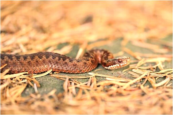 夢到下牙側邊出了一個洞是什麼啟示_周公解夢官網