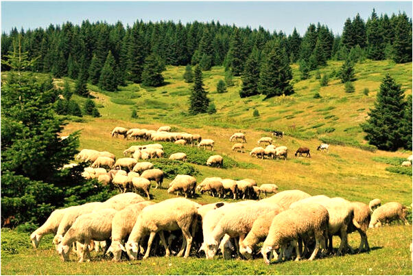 夢到相親男比未婚夫條件好是什麼徵兆_周公解夢官網