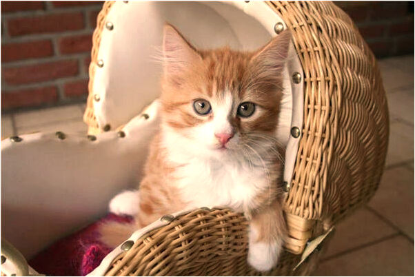 夢見水裡花有什麼說法_周公解夢官網