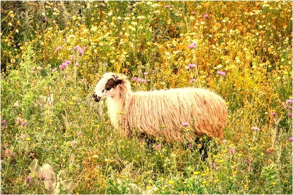 夢到靴子爛掉會是什麼預兆_周公解夢官網