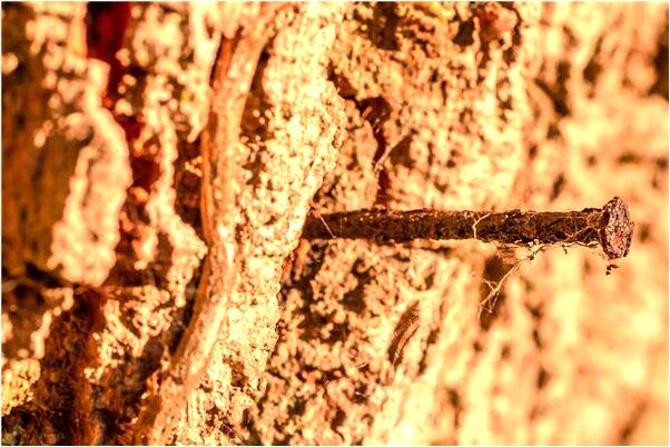 夢到吃西飯好不好_周公解夢官網