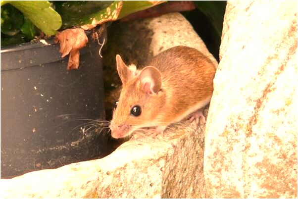 夢見房頂被燒意味著什麼_周公解夢官網