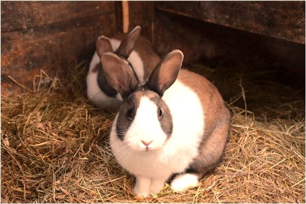 夢見母親墜樓是什麼意思_周公解夢官網