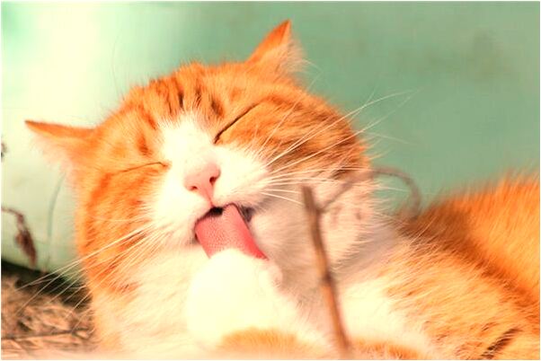 夢到父親下葬填土代表什麼_周公解夢官網