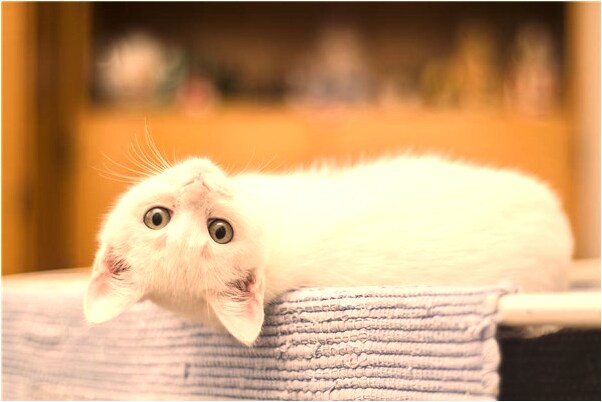 夢到自家廁所堵了是什麼預兆_周公解夢官網