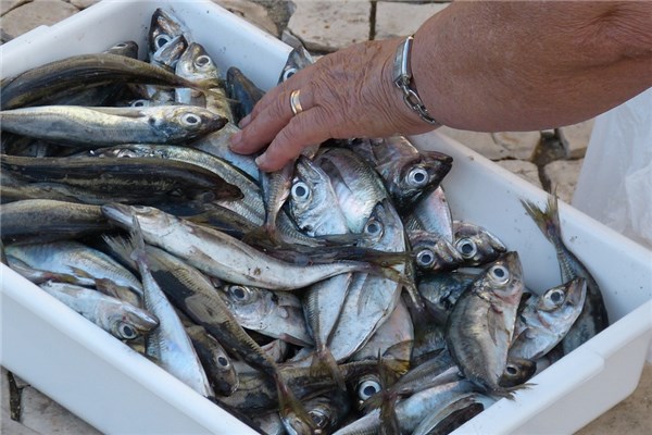 夢見漲水捉魚代表著什麼？_周公解夢