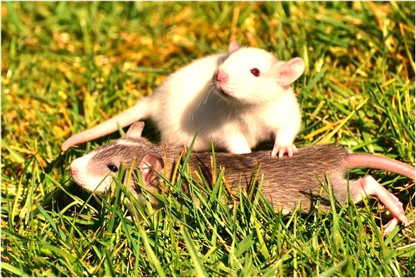 夢見朋友用火燒我是好的徵兆嗎_周公解夢官網