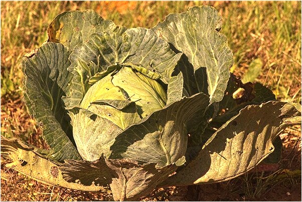 夢到了高秀松會是什麼預兆_周公解夢官網