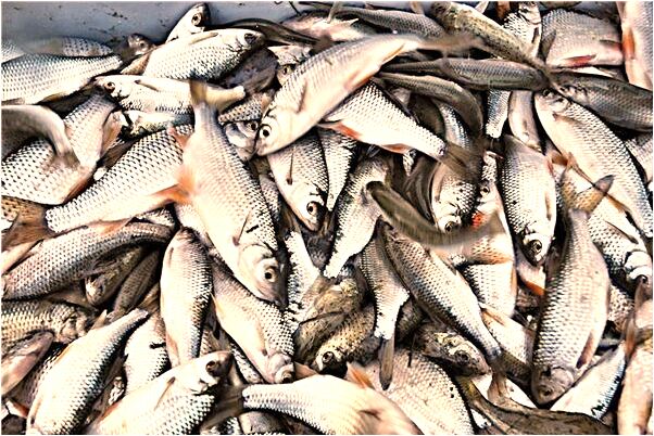 夢見我很多水會是什麼預兆_周公解夢官網