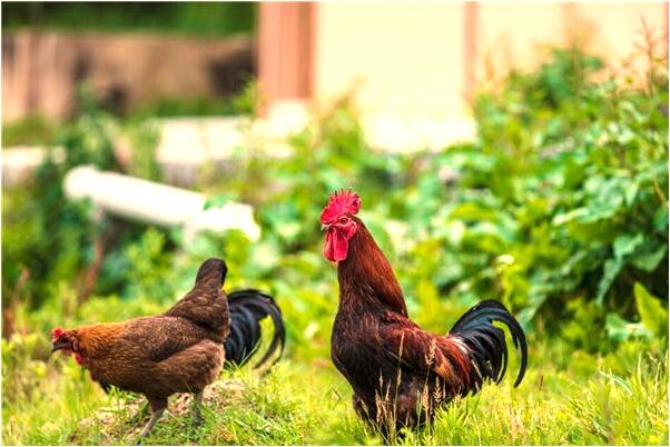 夢到了貓成精變成小孩是吉兆嗎?_周公解夢官網