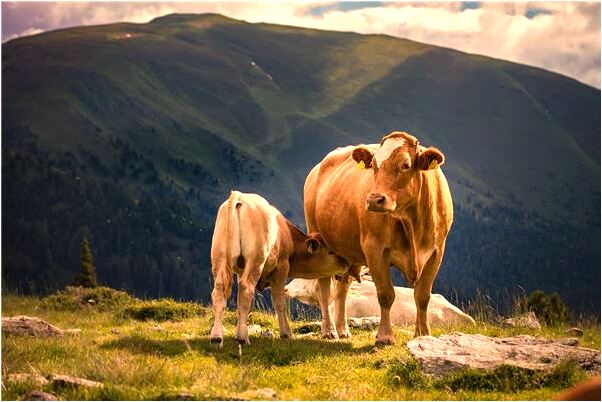 夢到了死人肢體預示了什麼_周公解夢官網
