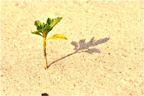 夢到了樹上都是雪是什麼意思_周公解夢官網