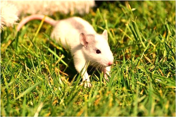 夢到了家裡發大水淹到小腿意味著什麼_周公解夢官網