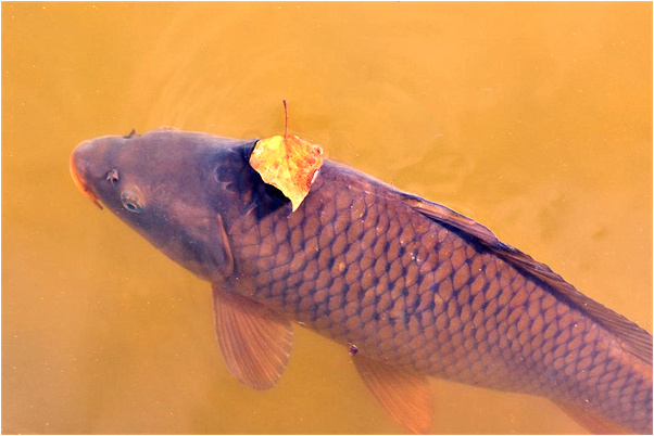 夢見邂逅壞男孩會是什麼預兆_周公解夢官網