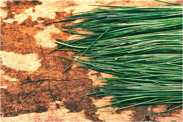 夢見桐樹開花又長嫩芽是吉兆嗎?_周公解夢官網