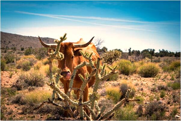夢到自己的小孩吃奶是什麼徵兆_周公解夢官網