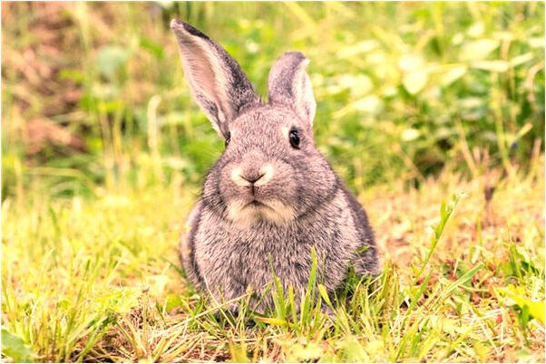 夢到踩在蟒蛇上怎么說_周公解夢官網