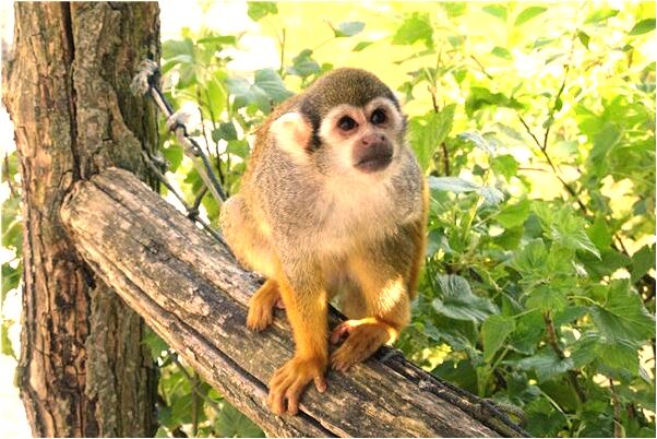 夢見很多小魚死咬住我不放會怎么樣_周公解夢官網