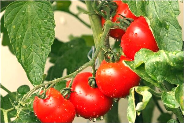 夢到過年給我的親人磕是怎么回事_周公解夢官網