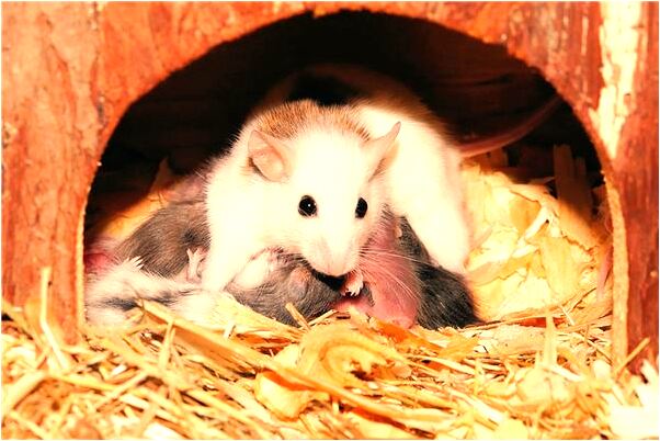 夢到了以前對象脫我襪子會有什麼預兆_周公解夢官網