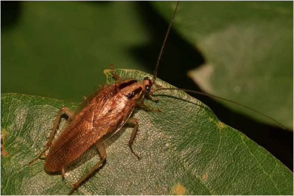 夢見夢到和偶像做愛是啥意思_周公解夢官網