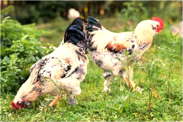 夢到了巫師跳舞有何寓意_周公解夢官網