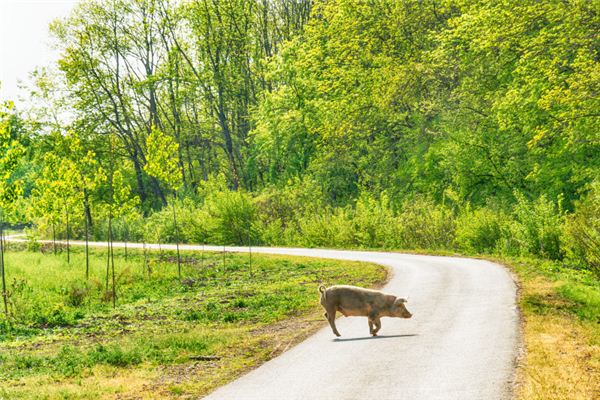 50歲屬什麼生肖2021_十二生肖