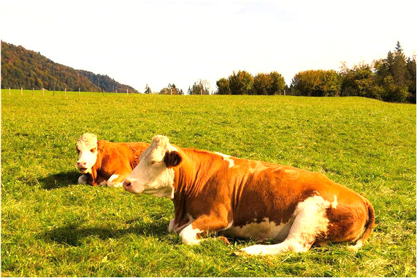 夢到拒絕陌生人求婚是什麼意思？_周公解夢官網