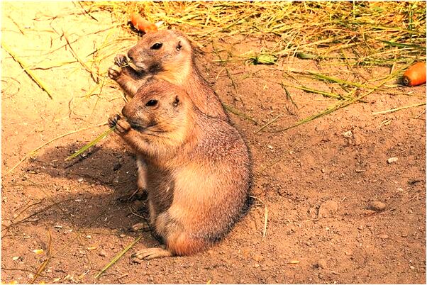 夢到了和將要離婚的老公做愛什麼預兆_周公解夢官網