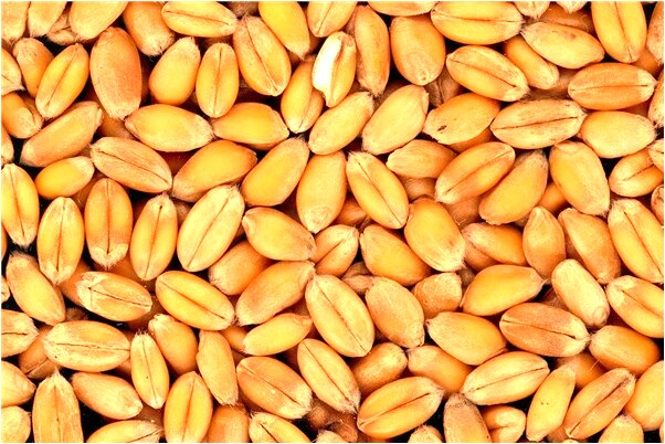 夢到了被狗爪傷有什麼預示嗎_周公解夢官網