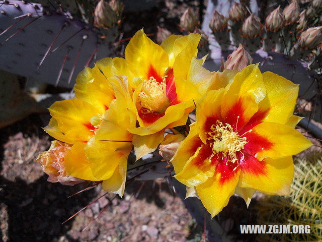 夢見得癌症_周公解夢夢到得癌症是什麼意思_做夢夢見得癌症好不好_周公解夢官網