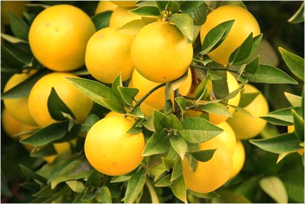 夢見魚肚子裝魚是什麼兆頭_周公解夢官網