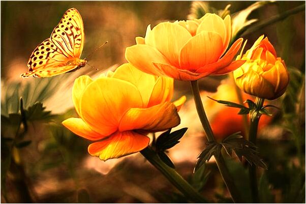 夢見大金娃娃撲到我臉上親我是什麼意思？_周公解夢官網