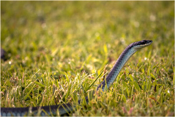 夢到了過世的人死而復生會怎么樣_周公解夢官網