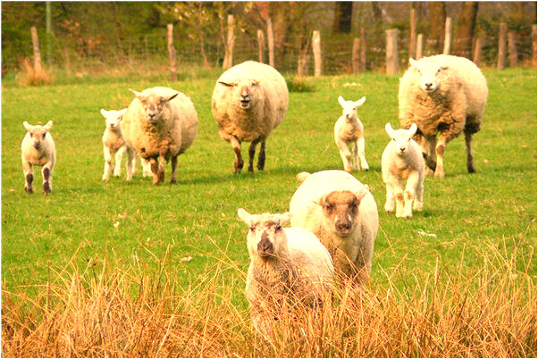 夢見新墳空墳有什麼說法_周公解夢官網