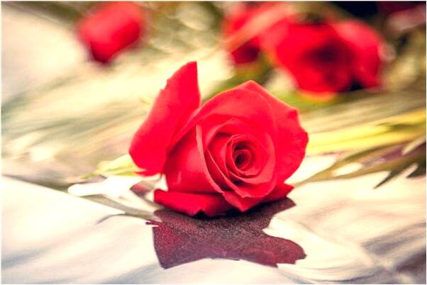 夢到了自己吃蟲又吐了預示什麼_周公解夢官網