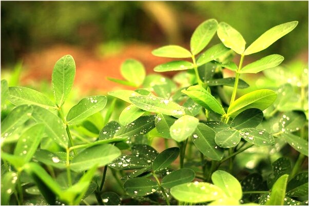 夢到鬼玉就發光意味著什麼_周公解夢官網