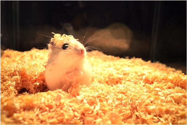 夢到了有東西追我和弟弟啥意思_周公解夢官網