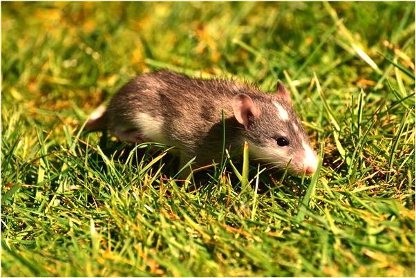 夢見演歌劇是什麼預兆_周公解夢官網