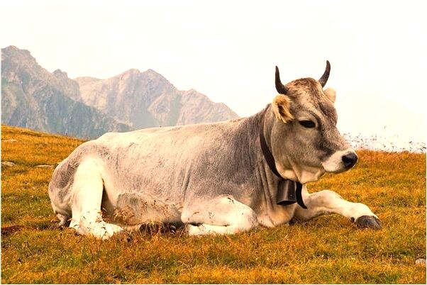 夢到黑白魚是凶兆還是吉兆_周公解夢官網