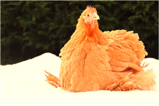 夢到了我有兒子了是好是壞_周公解夢官網