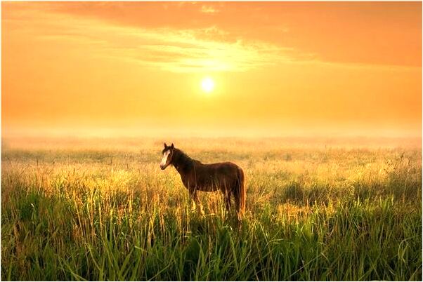 夢見買手機想退是什麼預兆？_周公解夢官網