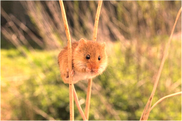 夢見三個紅色棺材是什麼徵兆_周公解夢官網