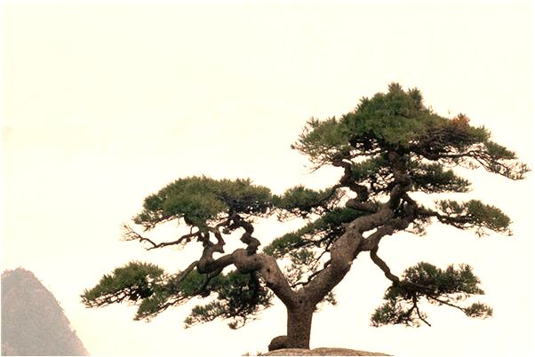 夢到了弟弟跳下水果叫不出來怎么回事_周公解夢官網