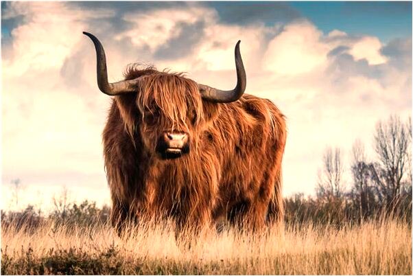 夢見白色泥頭車撞我是什麼意思_周公解夢官網