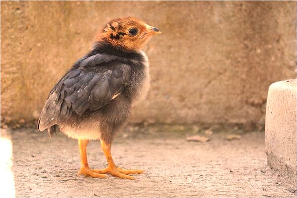 夢到撿小王八意味什麼_周公解夢官網