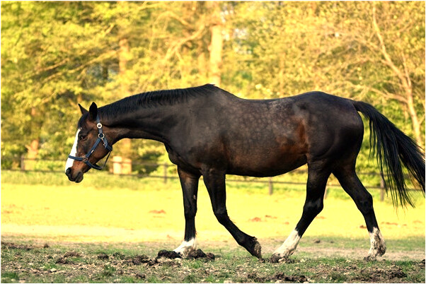 夢到了家裡的肉一塊壓一塊成堆有什麼意思_周公解夢官網