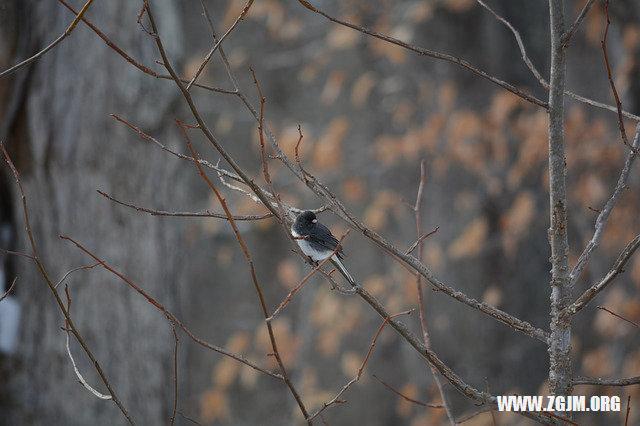 夢見老公提出離婚_周公解夢夢到老公提出離婚是什麼意思_做夢夢見老公提出離婚好不好_周公解夢官網