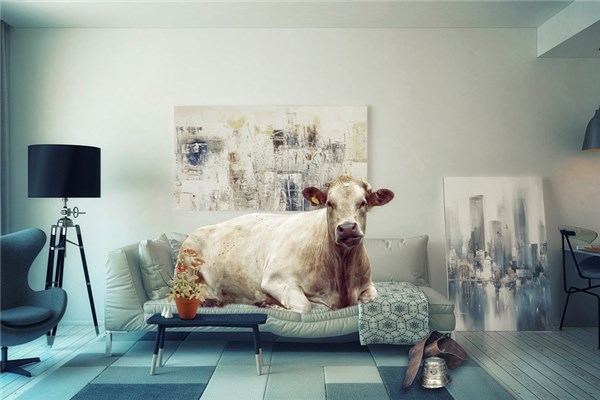 夢見剝牛皮啥意思_周公解夢