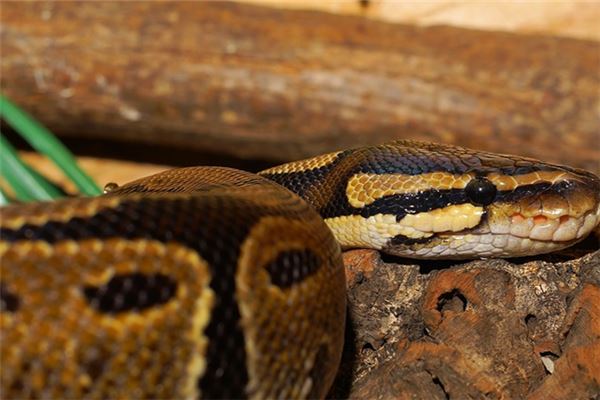 夢見黃色蟒蛇_周公解夢